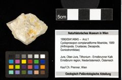 Foto (Objekt + Etiketten) von Cycloprosopon complanatiforme (Moericke, 1889) 